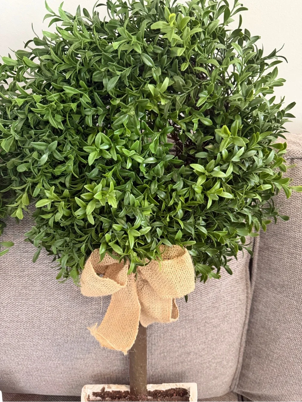 Pier 1 Green Boxwood Topiary Pair with White Pots and Burlap Bows Like New